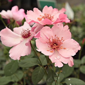 Bledo roza - Tea vrtnice